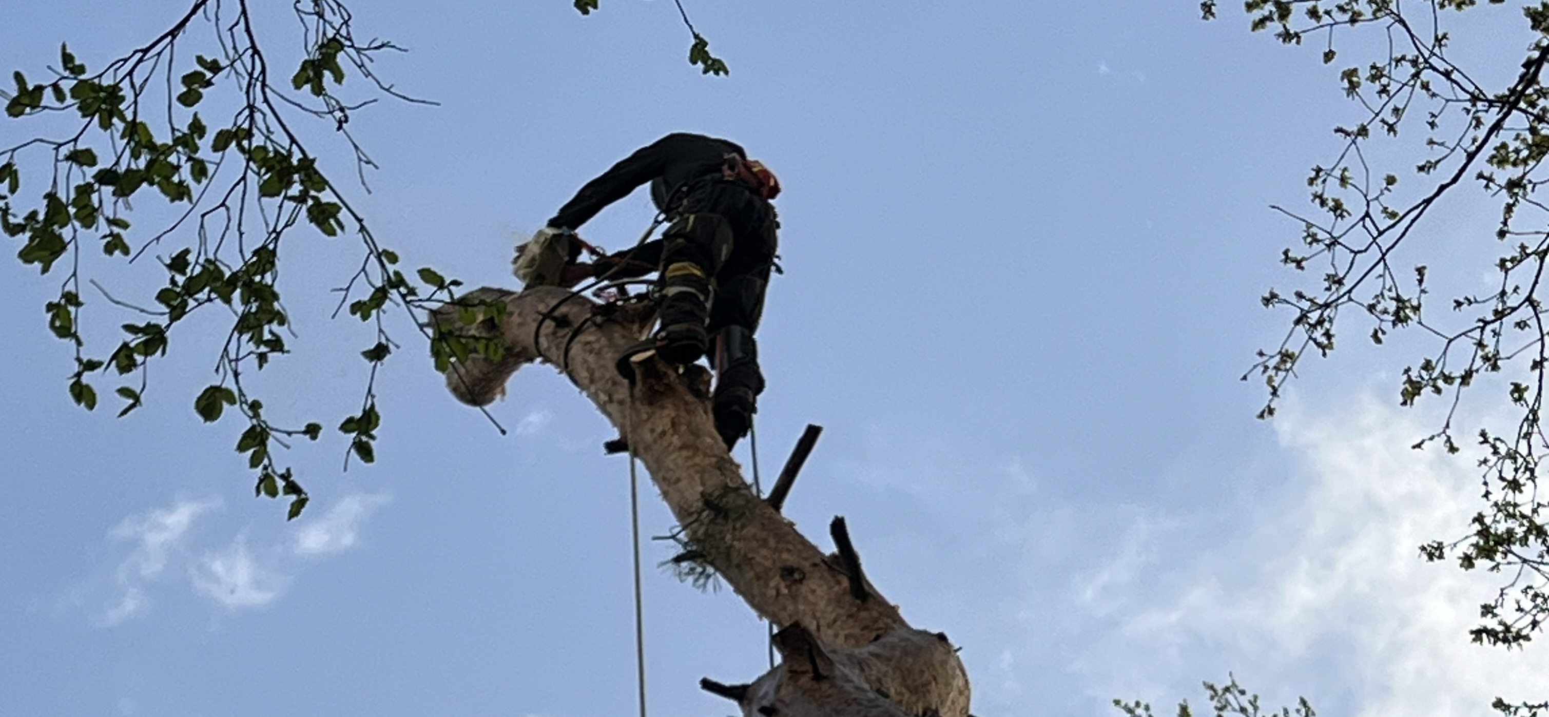 Fox Élagage : démontage arbre à Saint-Avertin & Saint-Cyr en Indre-et-Loire (37)