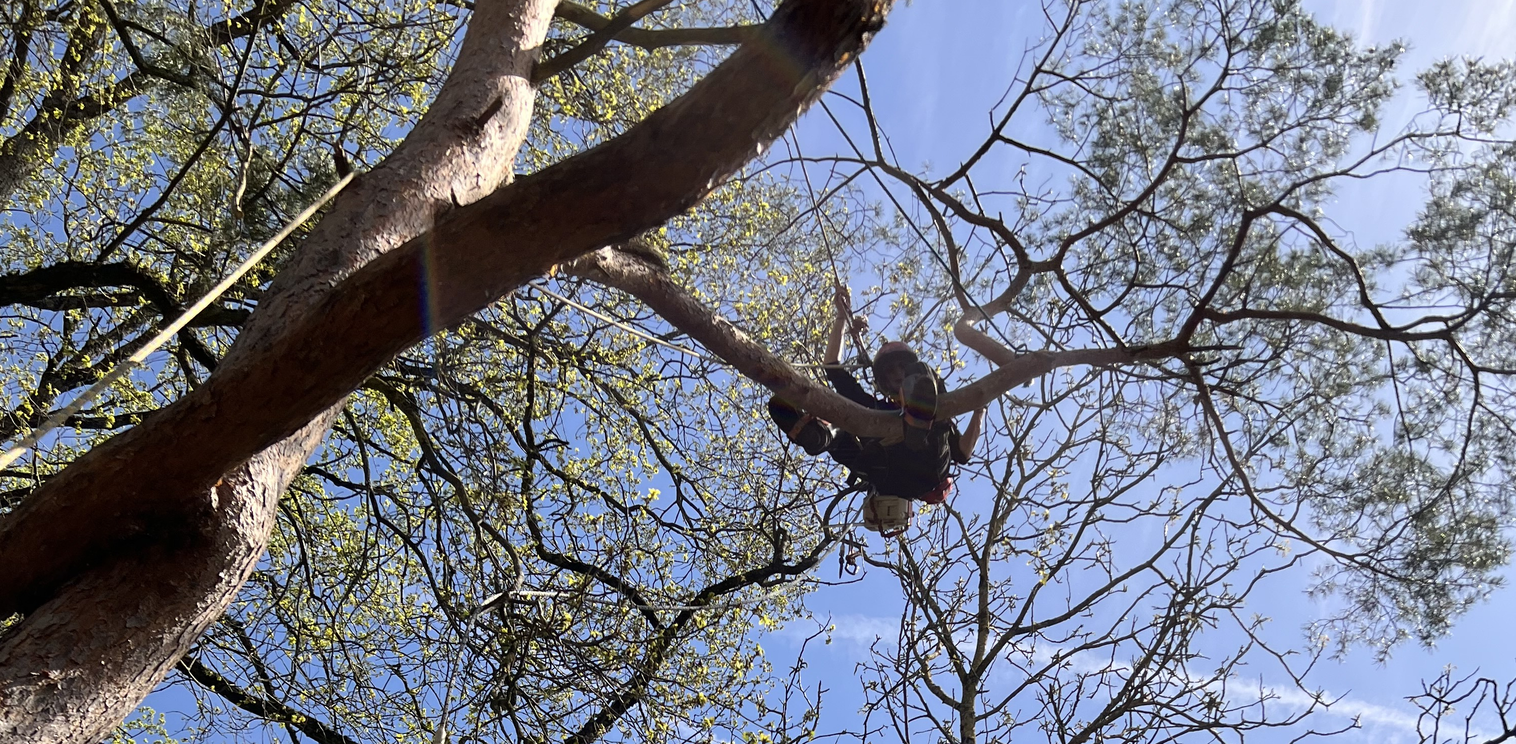 Fox Élagage : démontage et abattage arbre à Saint-Avertin & Saint-Cyr en Indre-et-Loire (37)