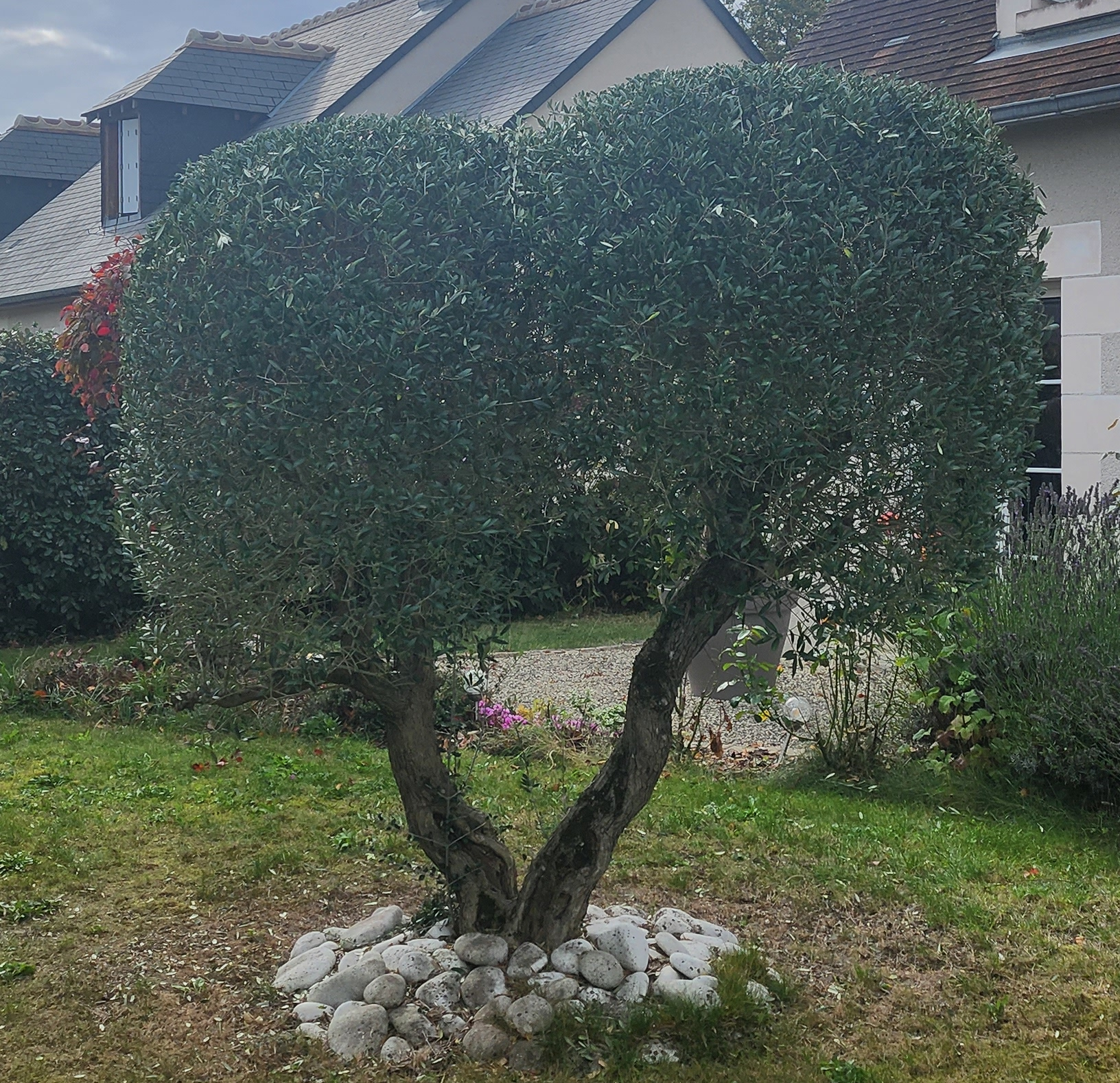 Fox Élagage : taille de haie à Saint-Avertin & Saint-Cyr en Indre-et-Loire (37)