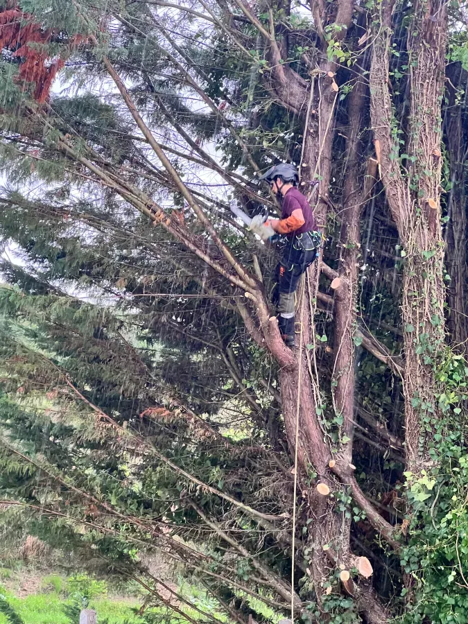 Élagage à Saint-Avertin