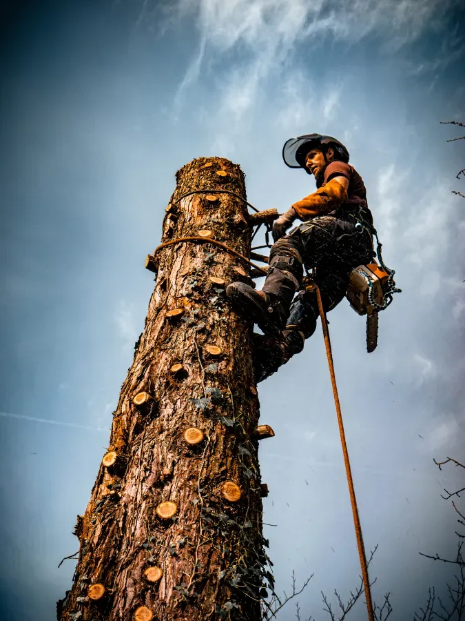 Démontage d'arbres à Saint-Avertin