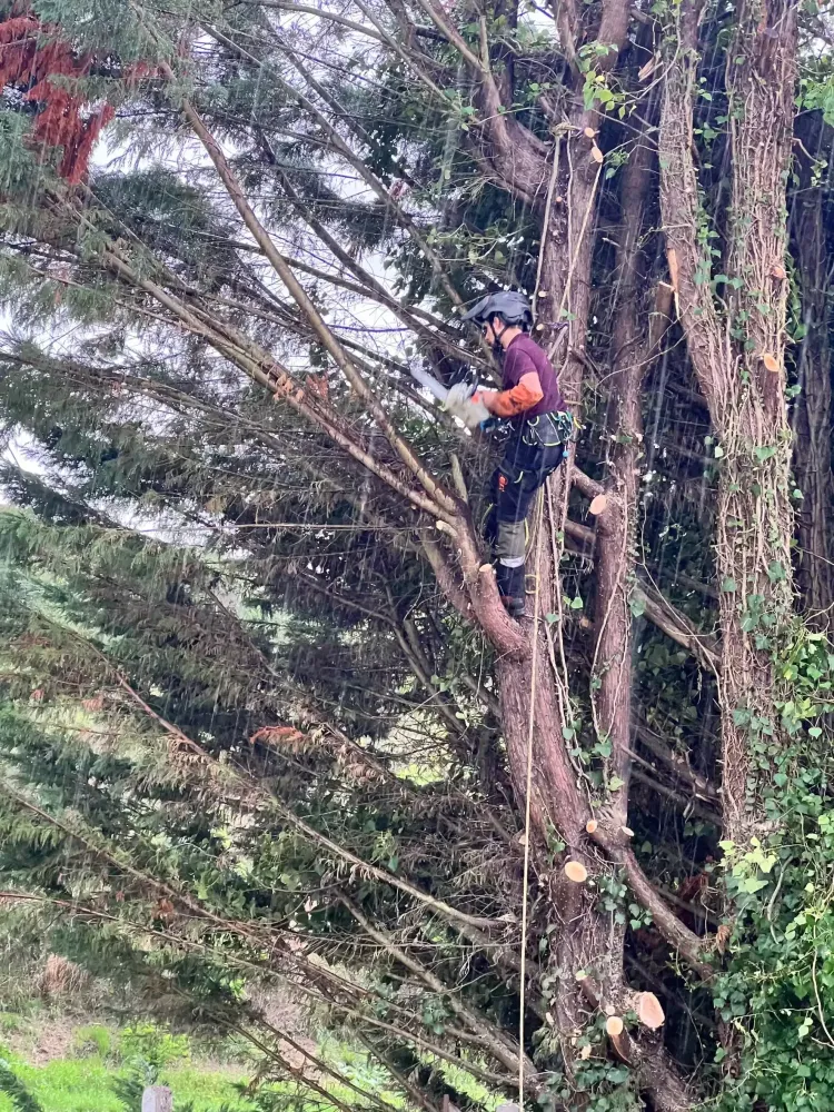 Adobe Express - file (1)-min