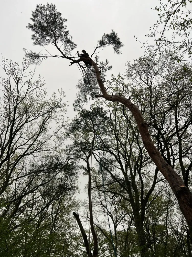 Adobe Express - file (1)