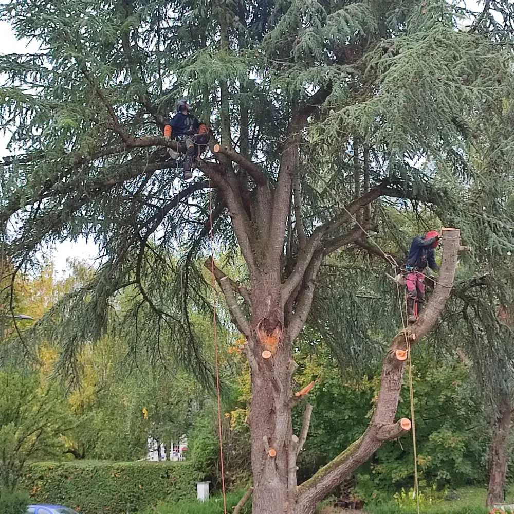 449863c1-28ed-4b5d-9e06-c281d9fff32a