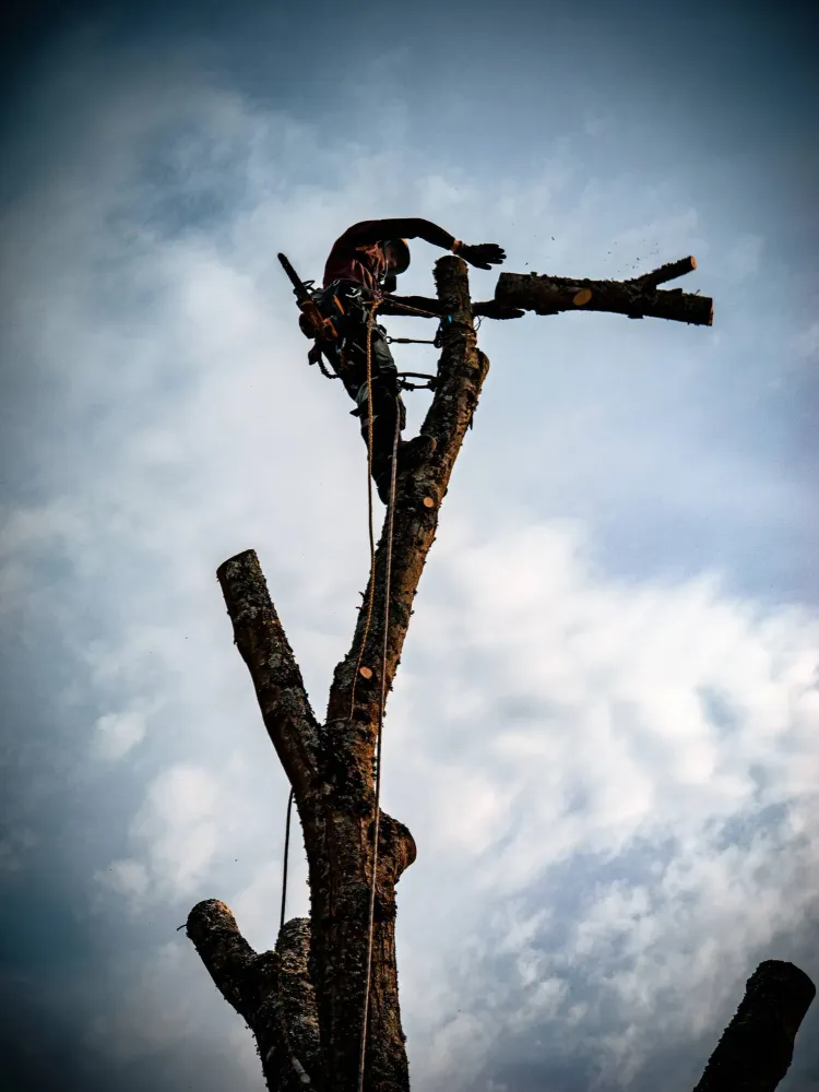 Adobe Express - file (5)-min